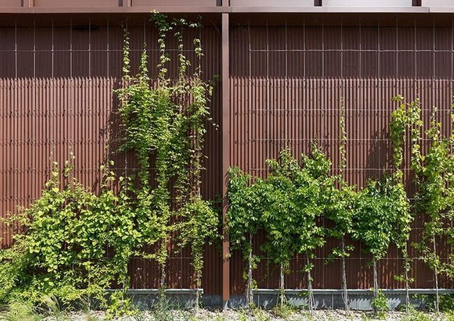 Climbing Vines On Wire Frames