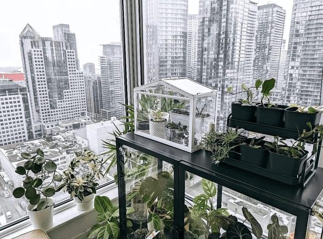 Window-Powered Plant Growth