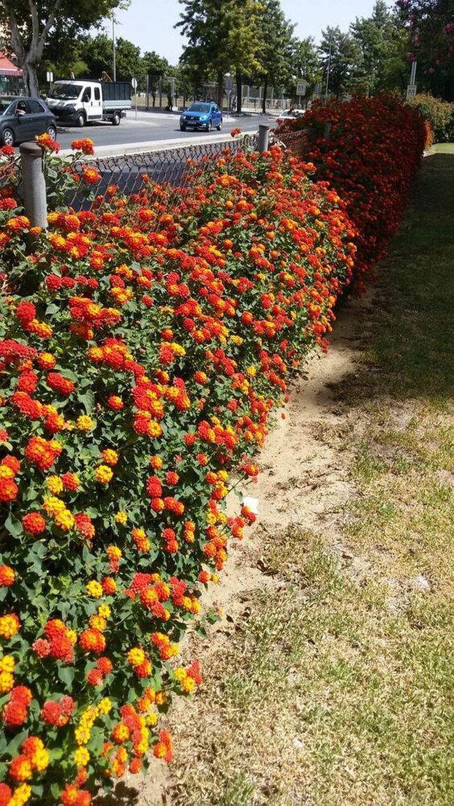 Flowered Privacy Screen Orange And Yellow