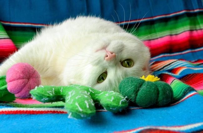White Cat Rainbow Stripes