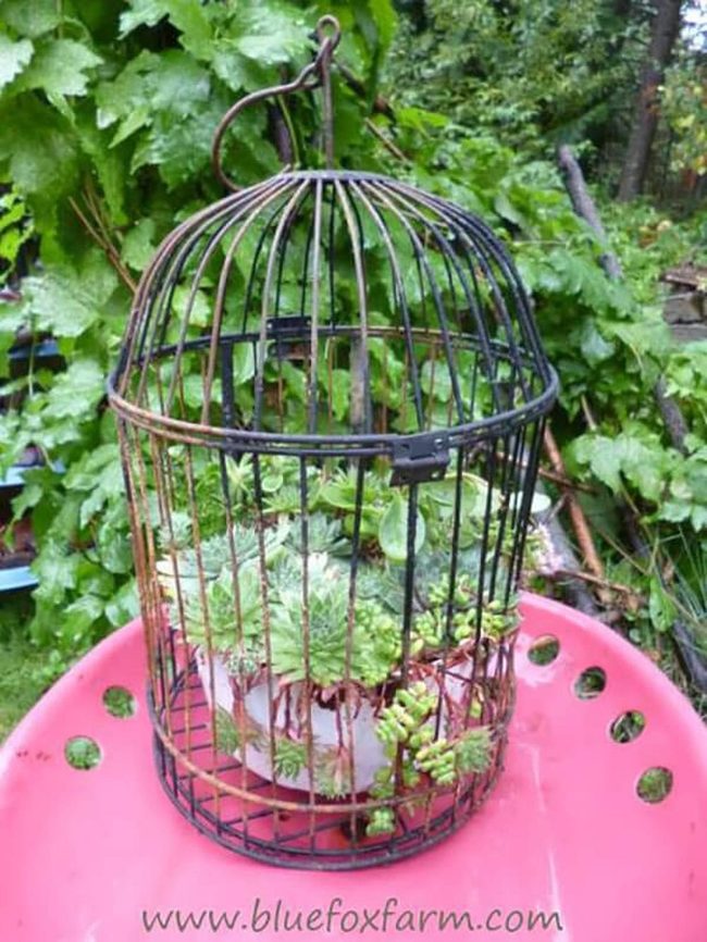 Caged Succulents Statement