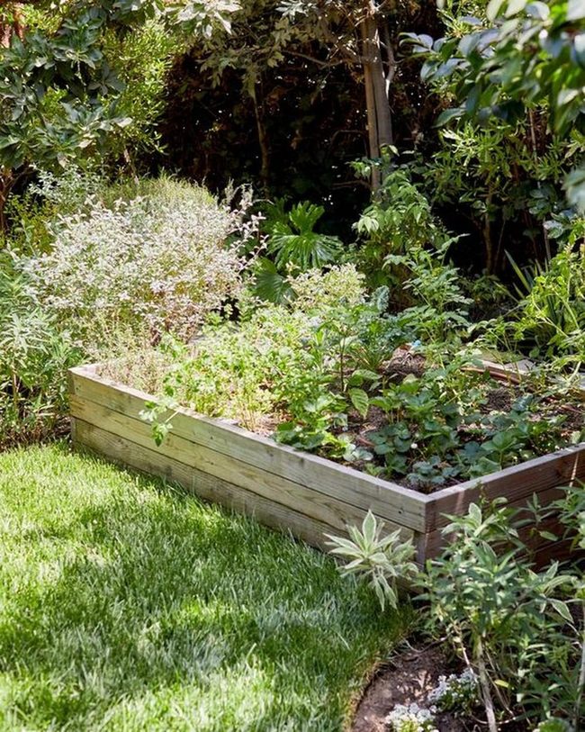 Sunlit Herbs In Natural Wood