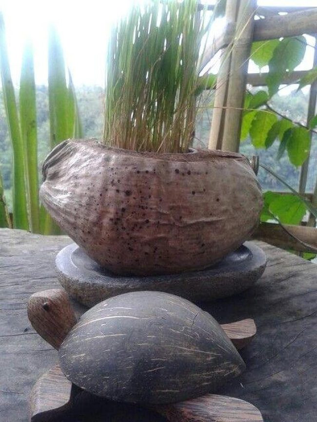 Turtle Shell Planter, Living Green