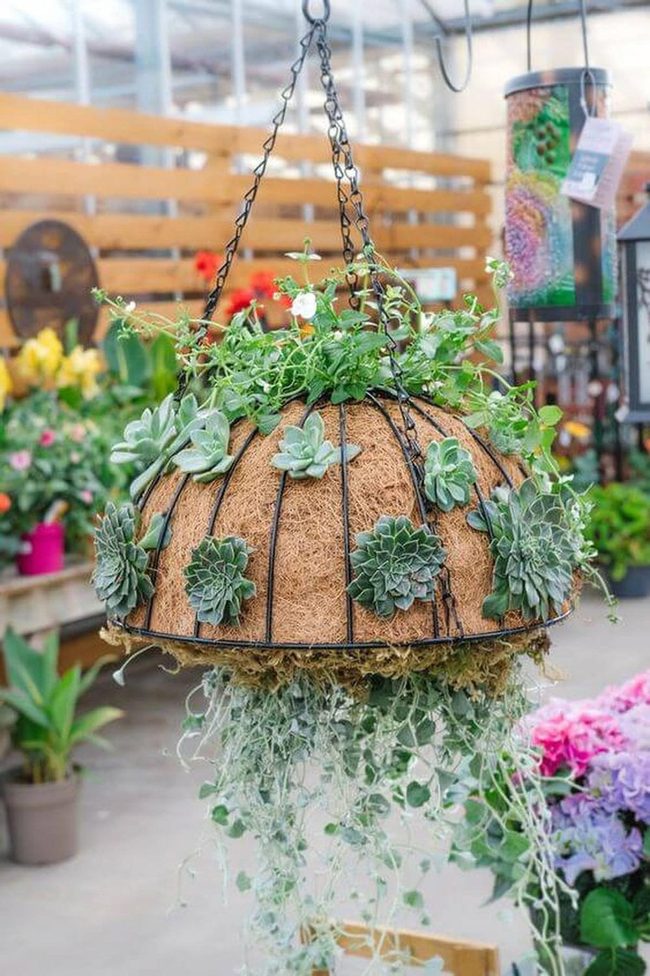 Green Sphere Succulent Hanging
