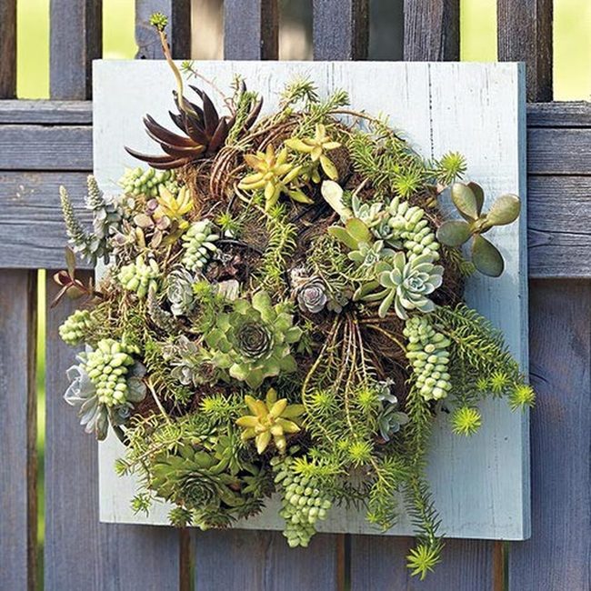 Succulent-Studded Fence Living Wall