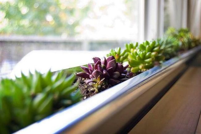 Windowsill Succulent Green