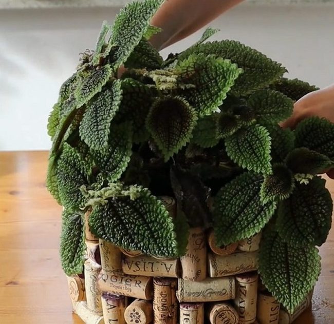 Suspended Cork Plant Holders