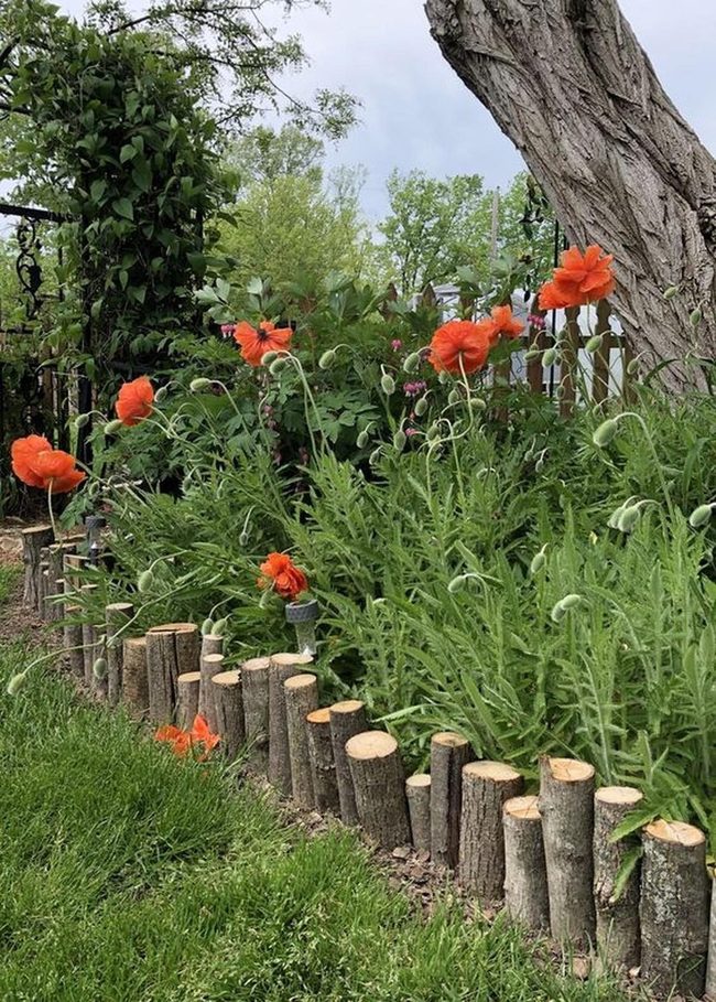 Orange Blossoms In Wooden Borders