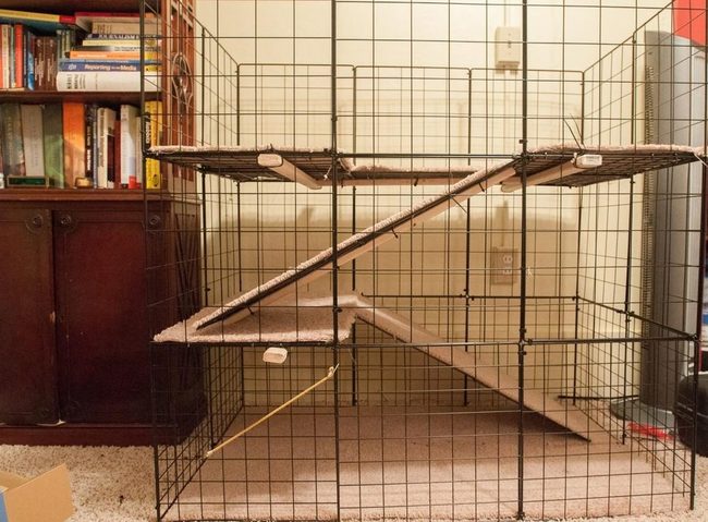 Colorful Books, Pet Cages, Shared Space