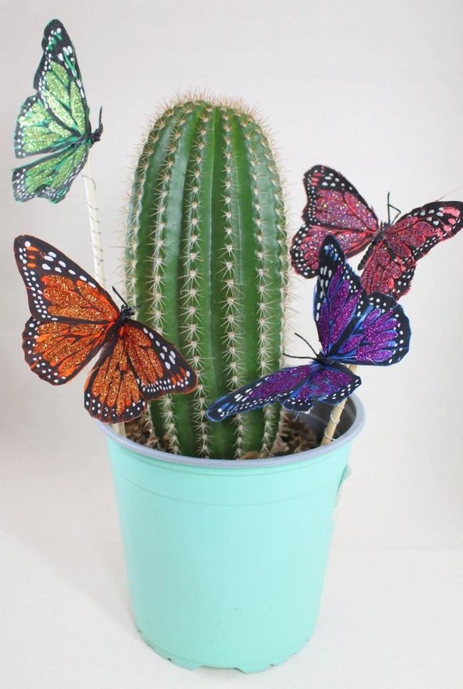 Green Cacti With Floating Butterflies