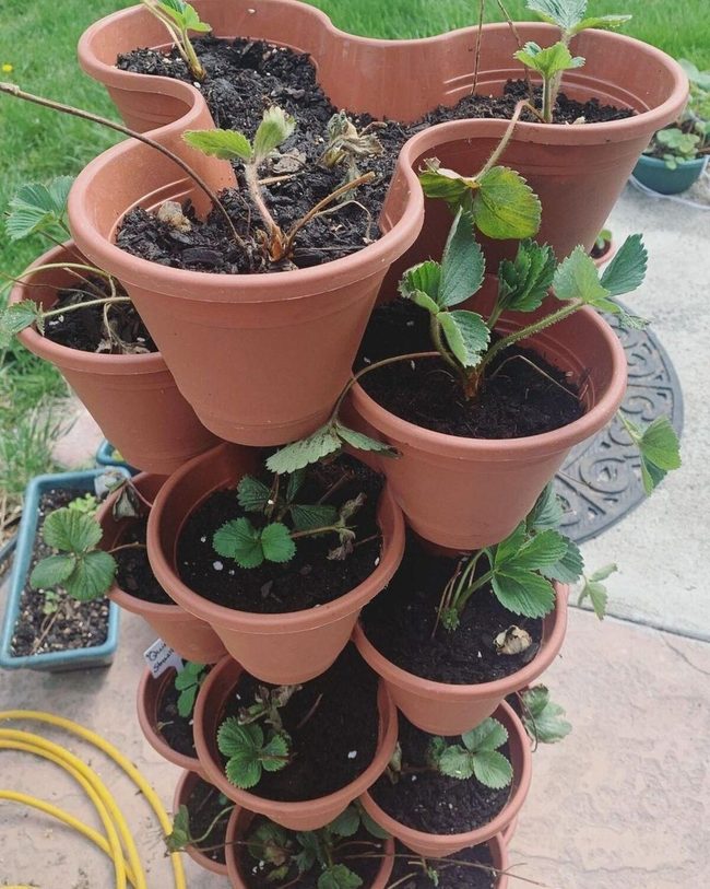 Fresh Strawberries, Zero Ground Space