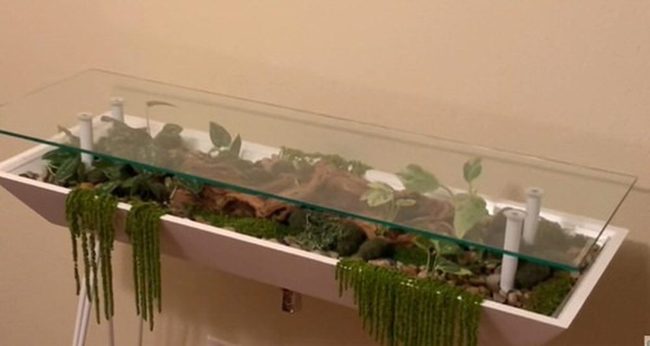 Glass-Encased Living Ecosystem