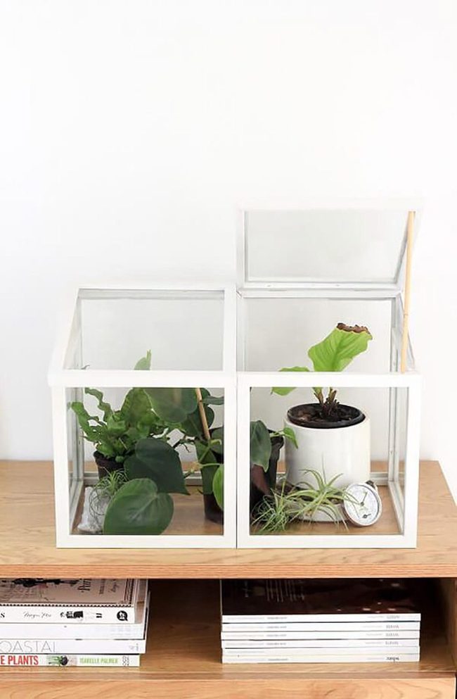 Desk Greenhouse Air Purifier
