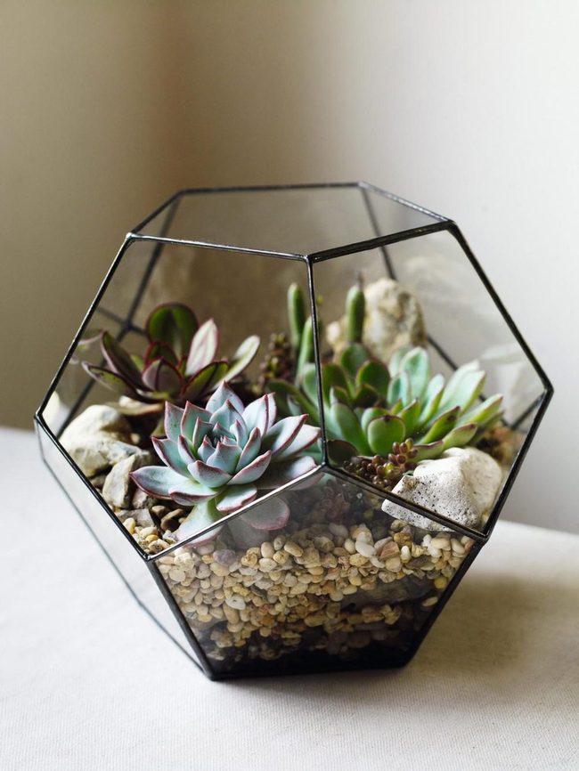 Desert Ecosystems In Glass
