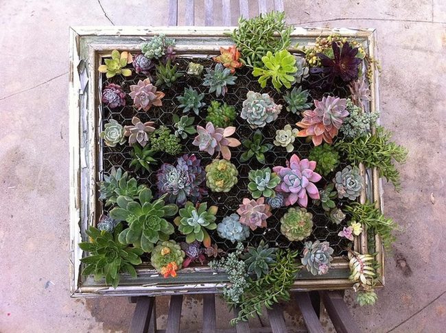 Pink Succulents In Weathered Wood