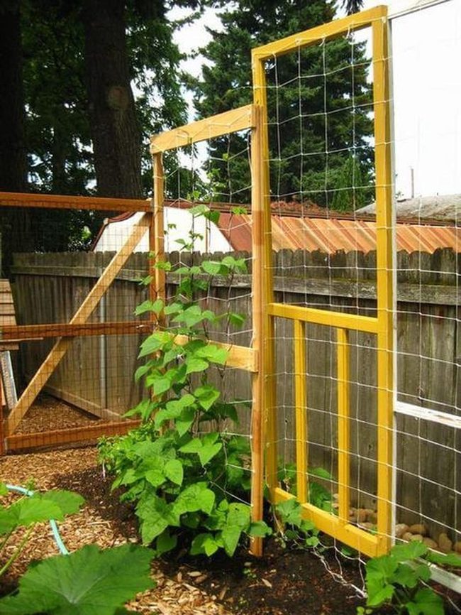 Sunny Yellow Cucumber Trellis