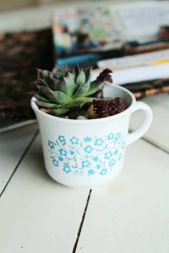 Teacup Succulents, Vintage Drainage