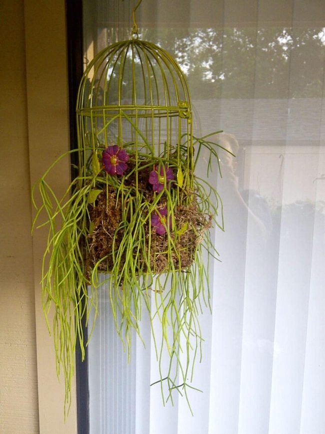 Chartreuse Birdcage With Trailing Vines