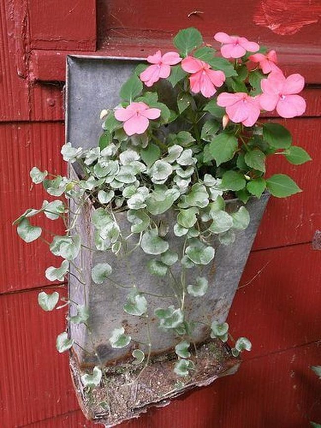 Pink Cascades On Weathered Metal