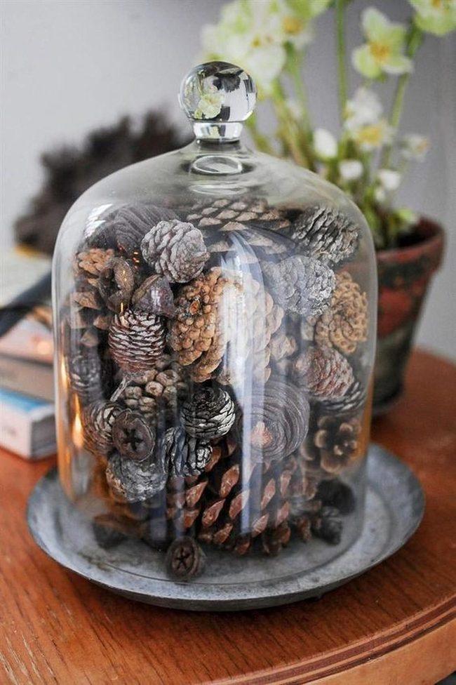 Brown Pinecones Under Glass