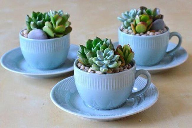 Blue Teacup Succulent Gardens