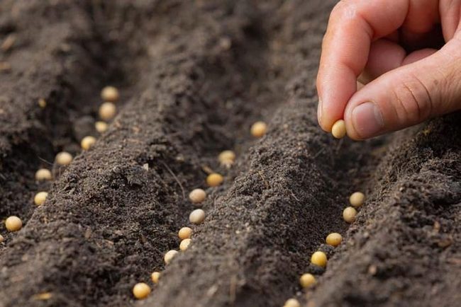 Homegrown Seeds, Endless Harvests