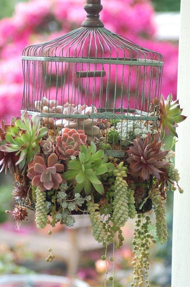 Ornate Metal Birdcages Blooming