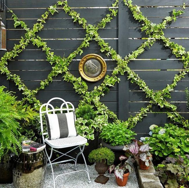 Green Vines Against Dark Wood