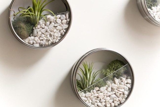 Metal Sphere Air Plant Wall