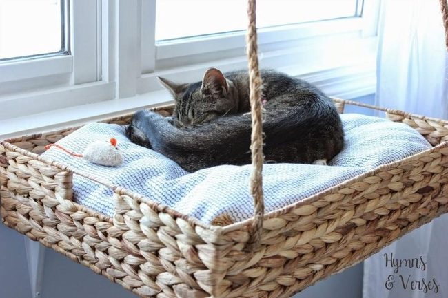 Sunlit Wicker With Cozy Cats