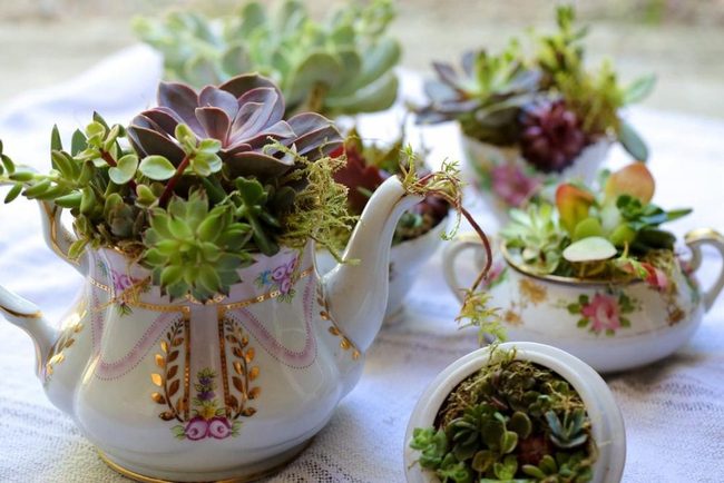 Cacti Teacup Gardens