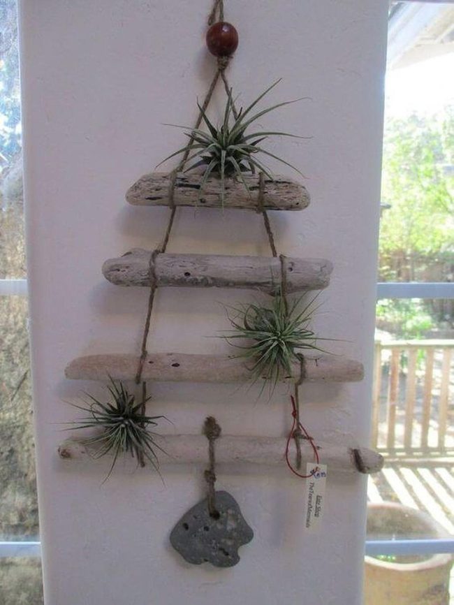Driftwood Air Plant Living Sculpture