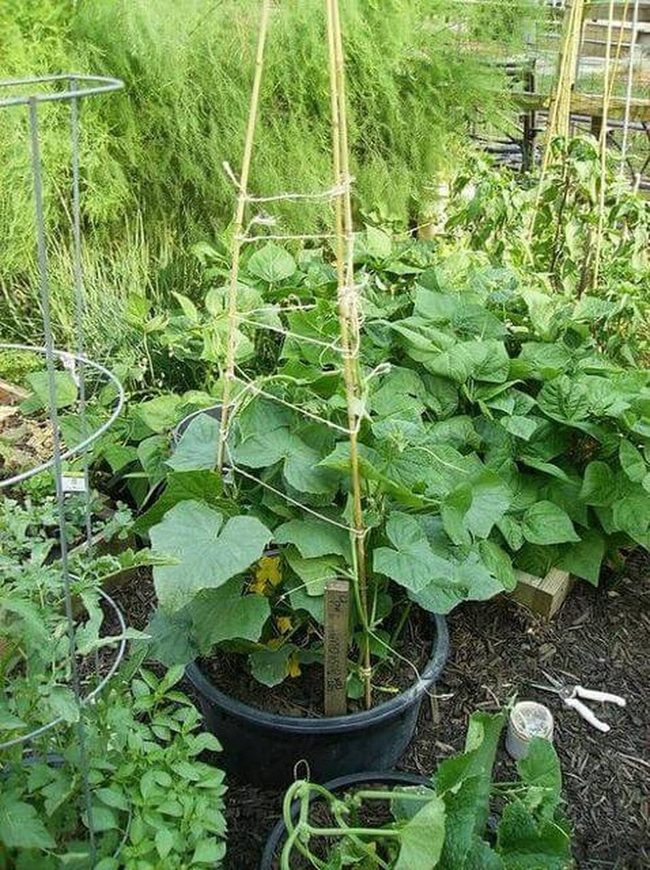 Bamboo Trellis Vertical Cucumbers