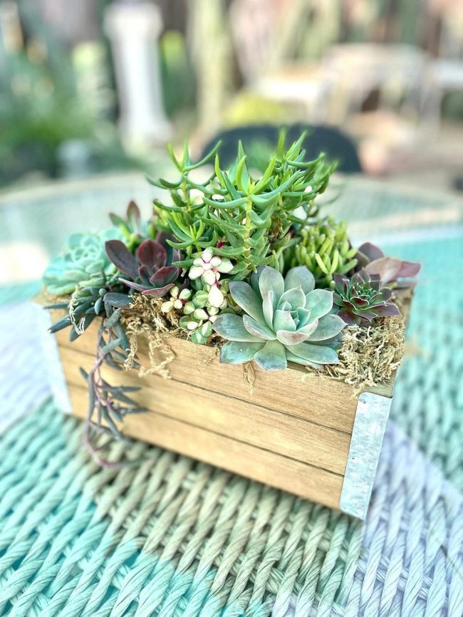 Wooden Crate Succulent Garden