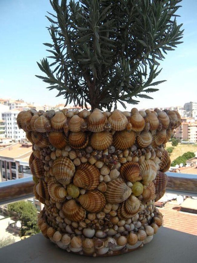 Seashell Planters Natural Elegance