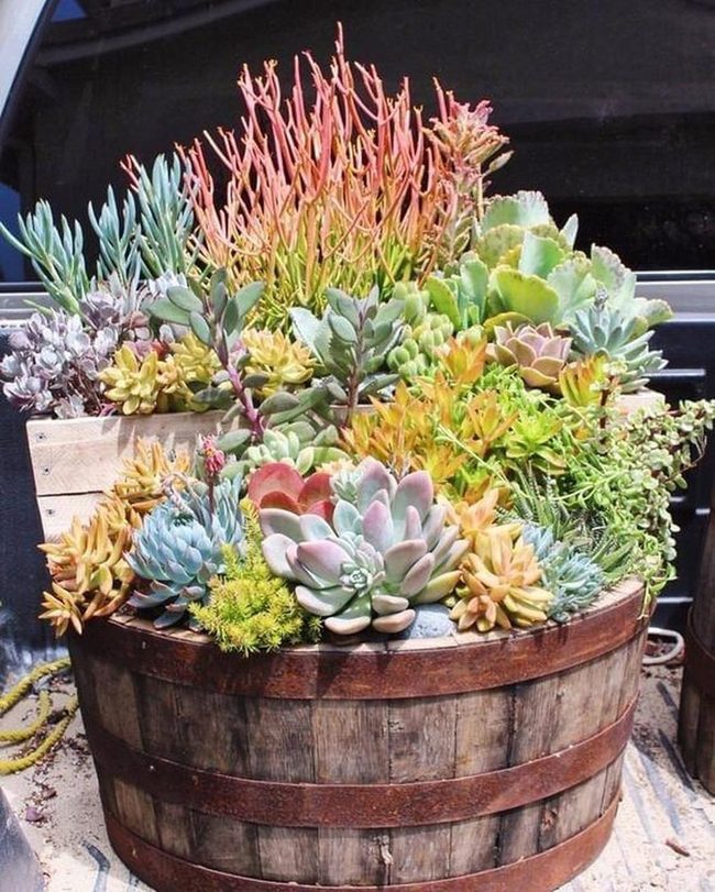Weathered Barrel, Living Succulents