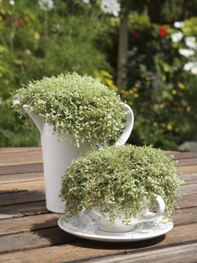White Ceramic Planters With Cascading Greenery