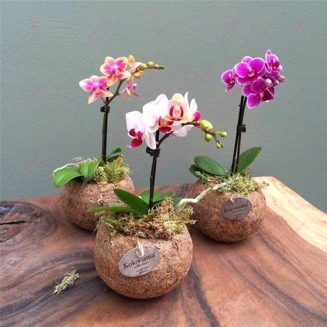 Coconut Shells, Orchid Blooms