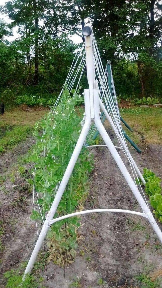 Green Vines On Simple Lines