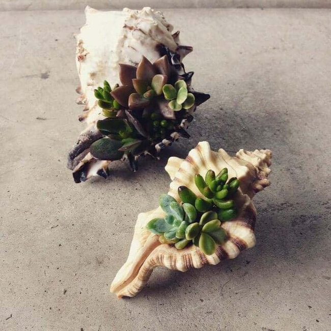 Seashell Succulent Planters