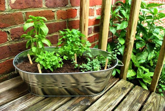Sunlit Herbs On Red Brick
