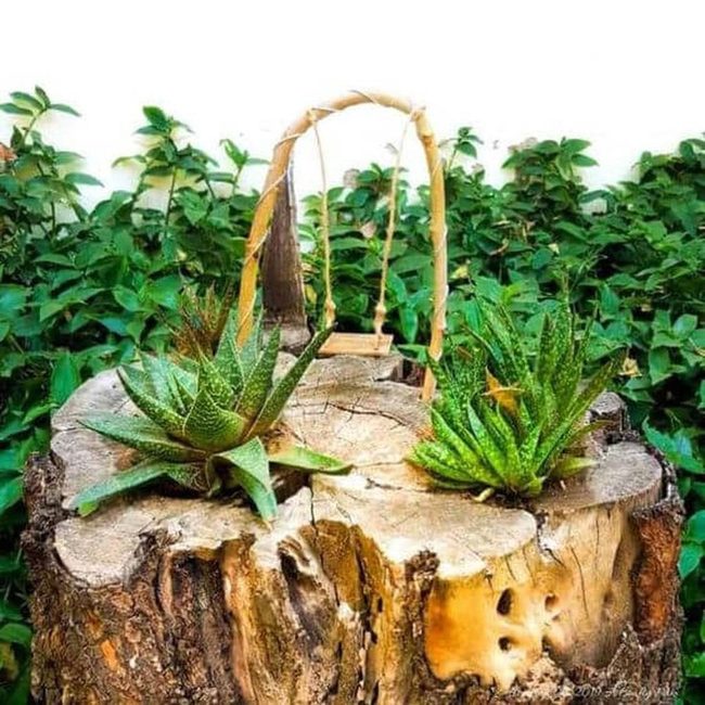 Wood Succulent Stump Planter