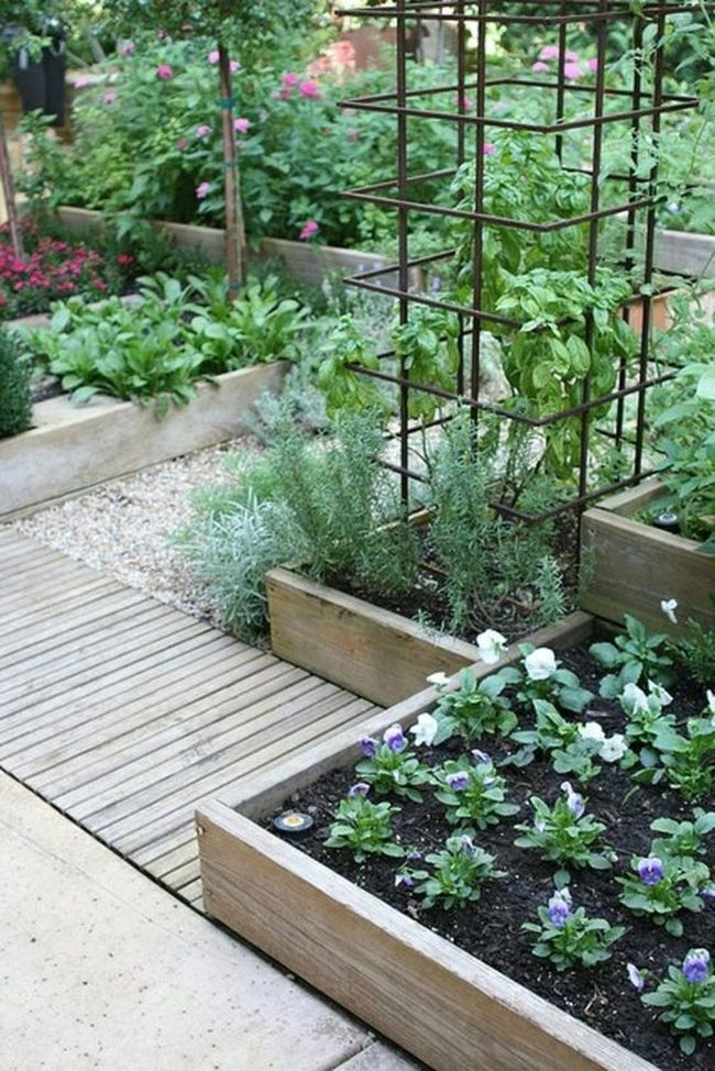 Purple Blooms Among Green Beds