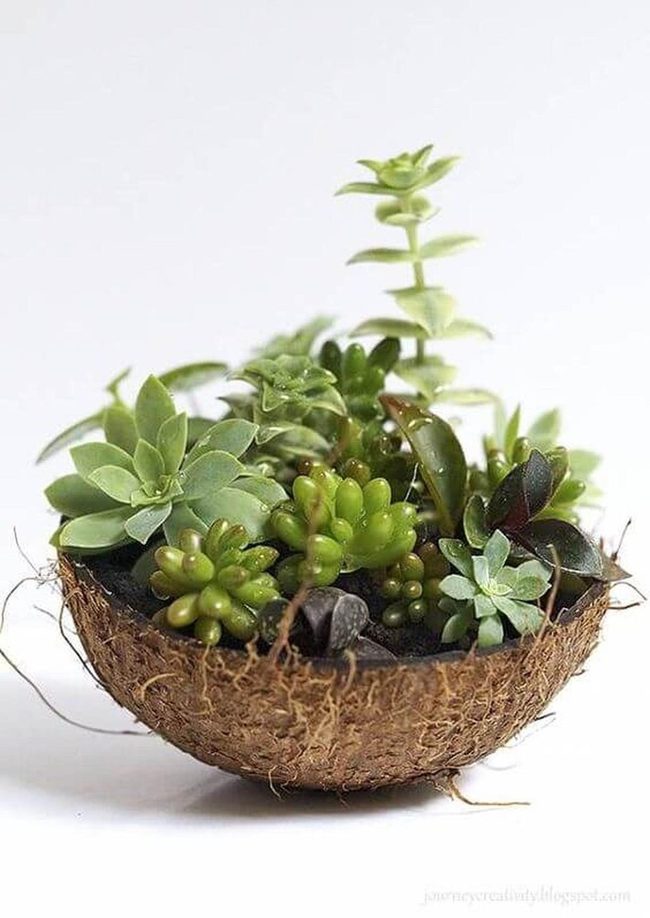Coconut Shells With Living Green
