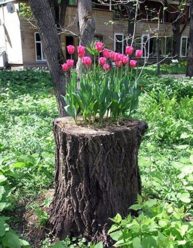 Pink Tulips Urban Garden Stump