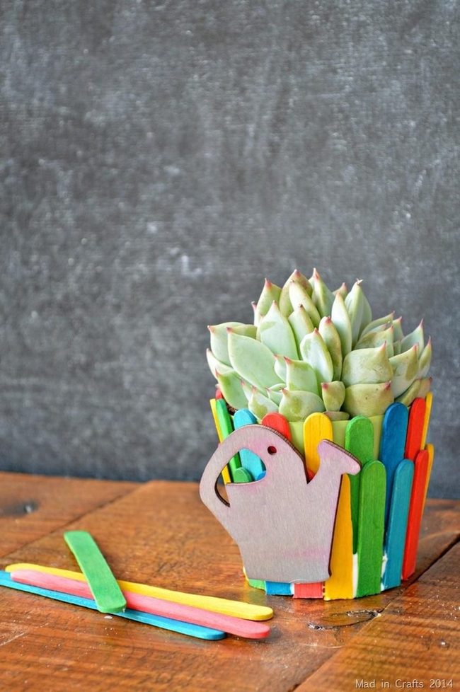 Pale Green Succulent Red Tips