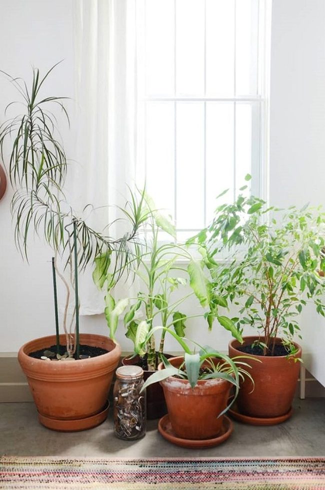 Green Cluster Indoor Garden