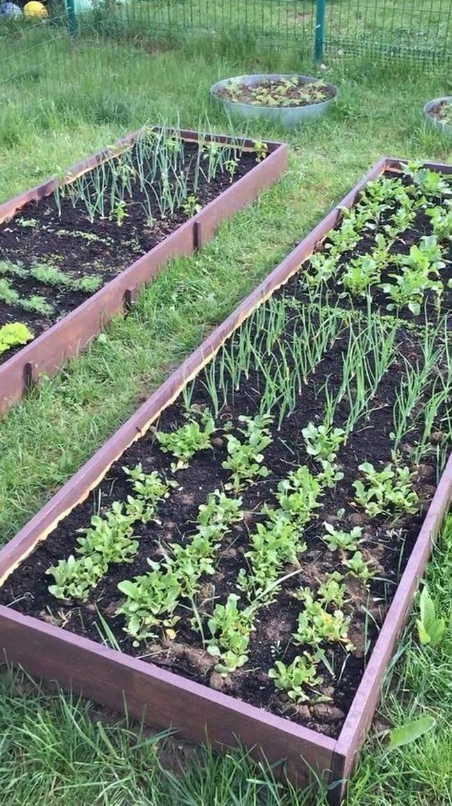 Sunny Wooden Garden Beds