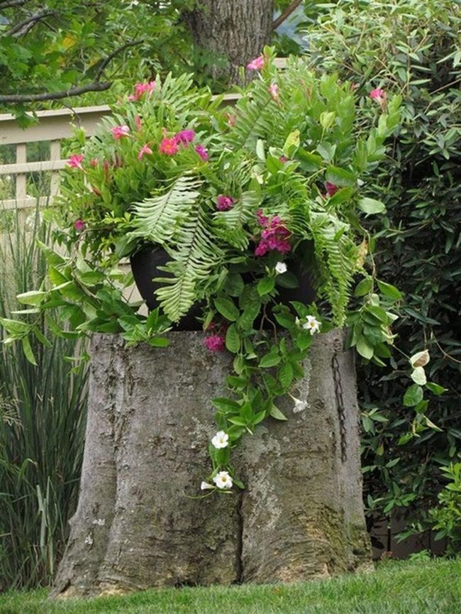 Hollow Stump Succulent Garden