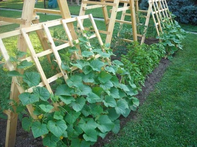 Wooden Cucumber Trellis Structure